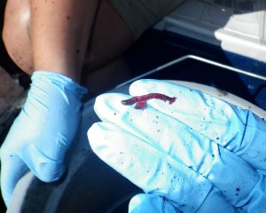 Gloved worker examining benthic invertebrates