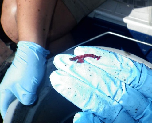 Gloved worker examining benthic invertebrates