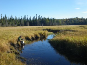 woman examining benthic invertebrates in wetland