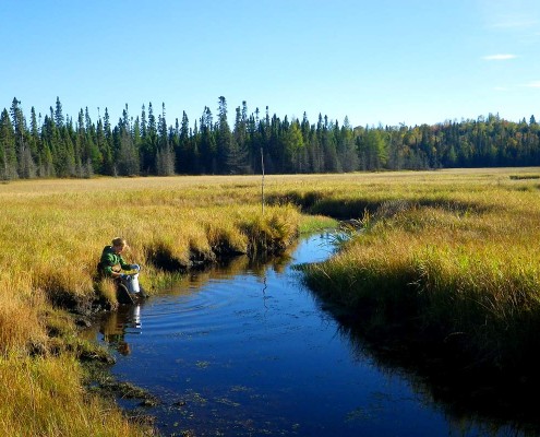 Worker assessing health of wetland