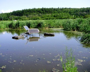 Municipal wetland